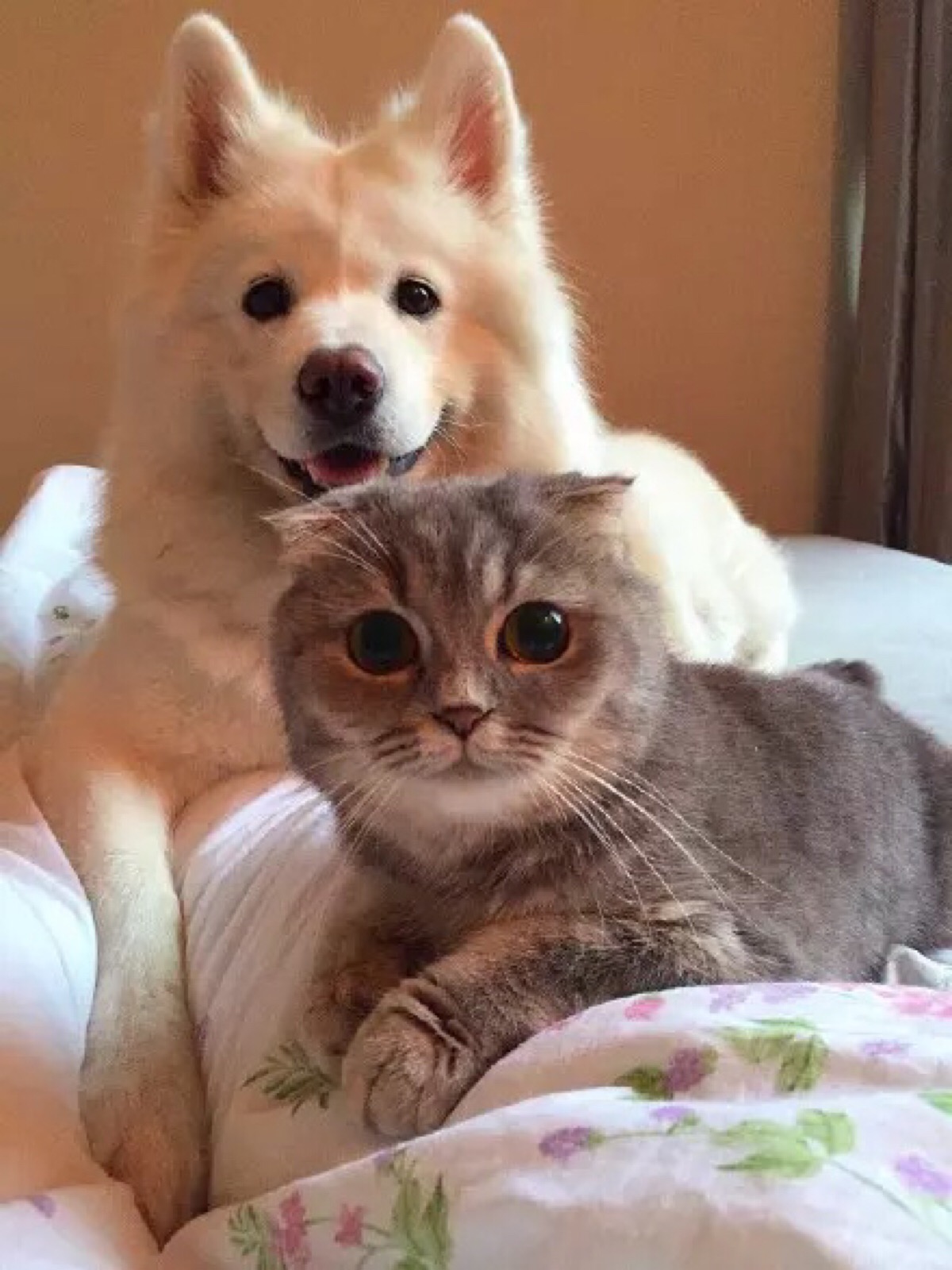 有些中年大妈最看不了狗狗交配,一看到就会操起石头扔过去