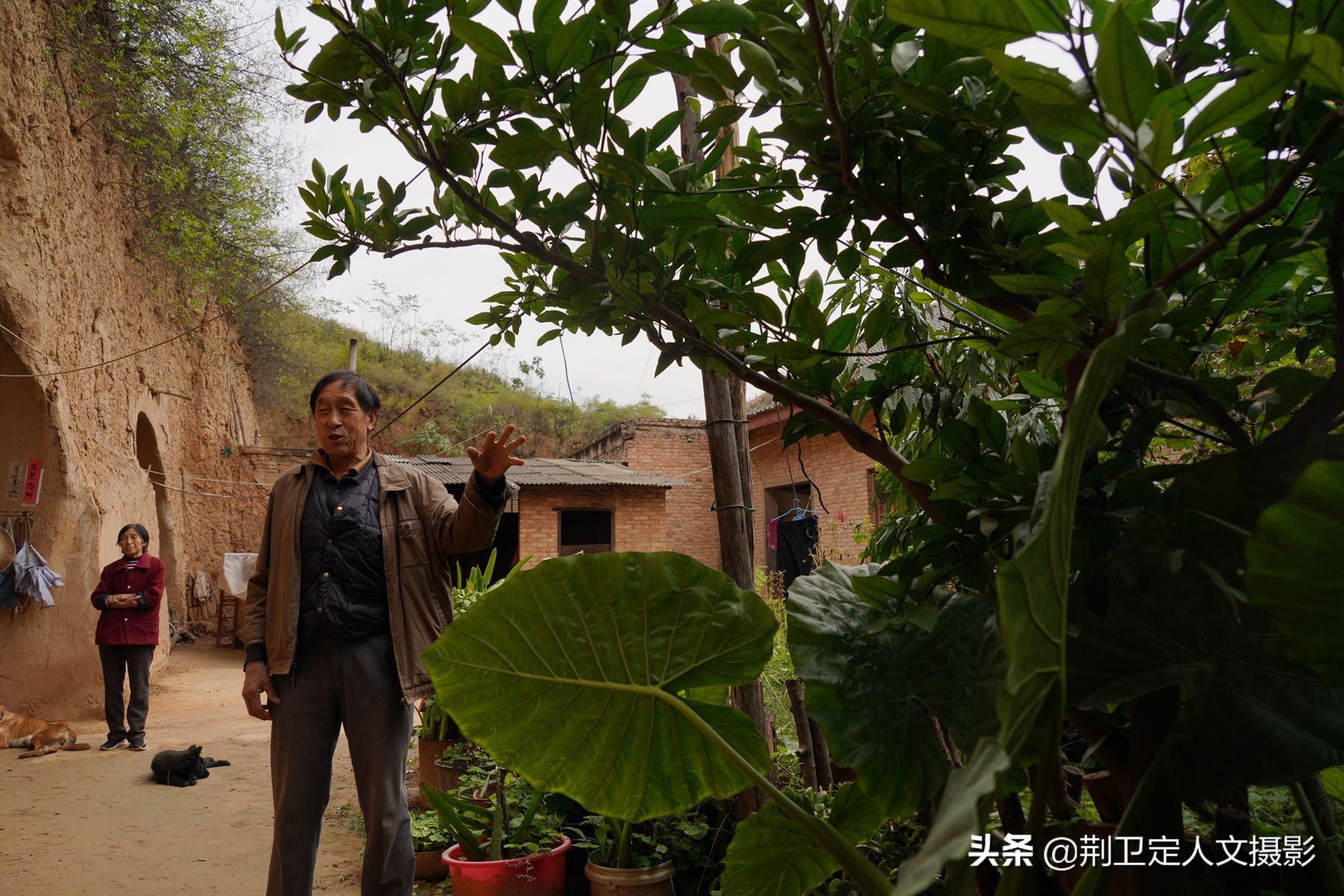 橘子树四五年了没结果,好几年的橘子树怎么不结果