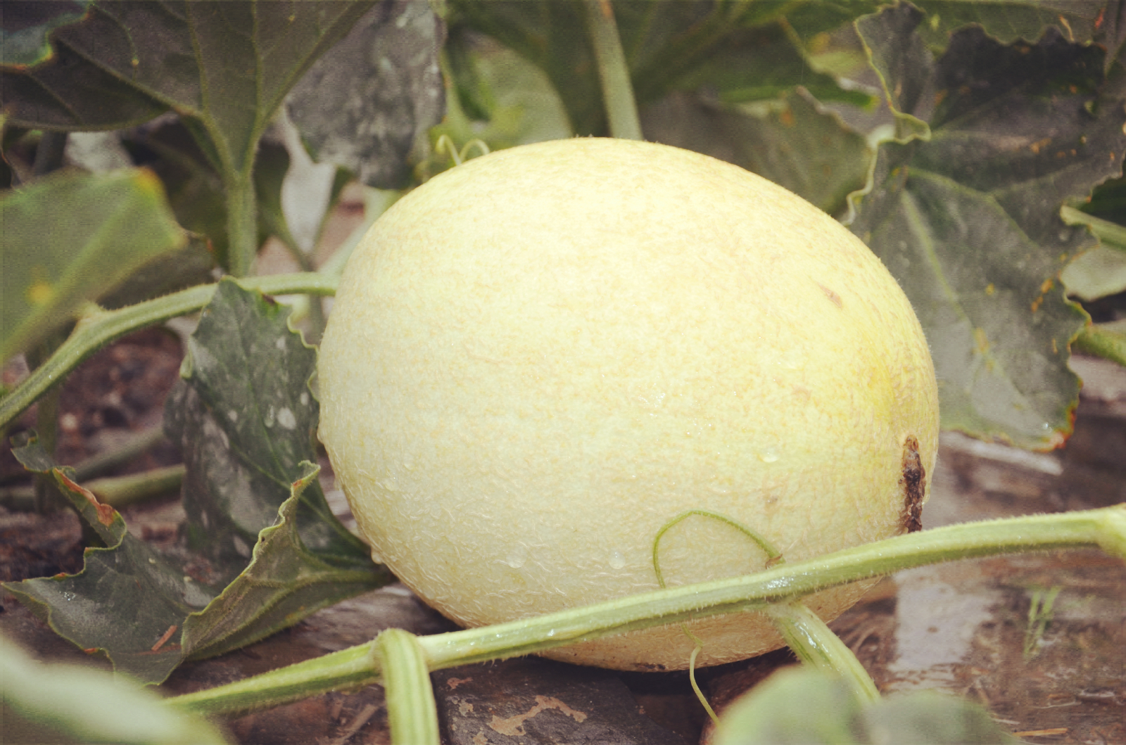 都热成什么亚子啦!网友:39℃的天,我只想来口蜜瓜压压惊