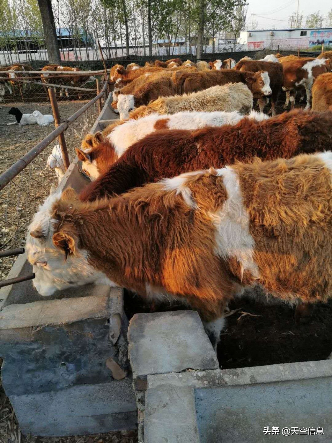 青海羊的品种,萨福克羊和黑头杜泊的优缺点