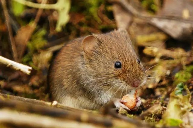 养仓鼠怎么给仓鼠洗澡,仓鼠浴室里仓鼠是怎么洗澡的