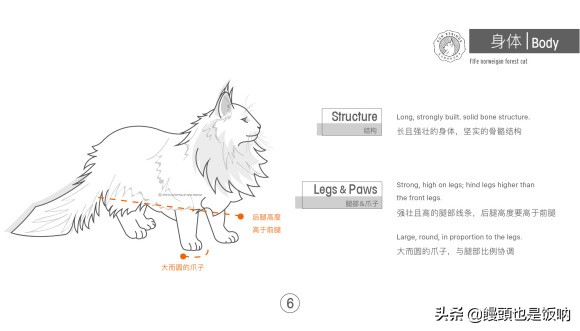 挪威森林猫养殖方法,挪威森林猫怎么养需要注意什么