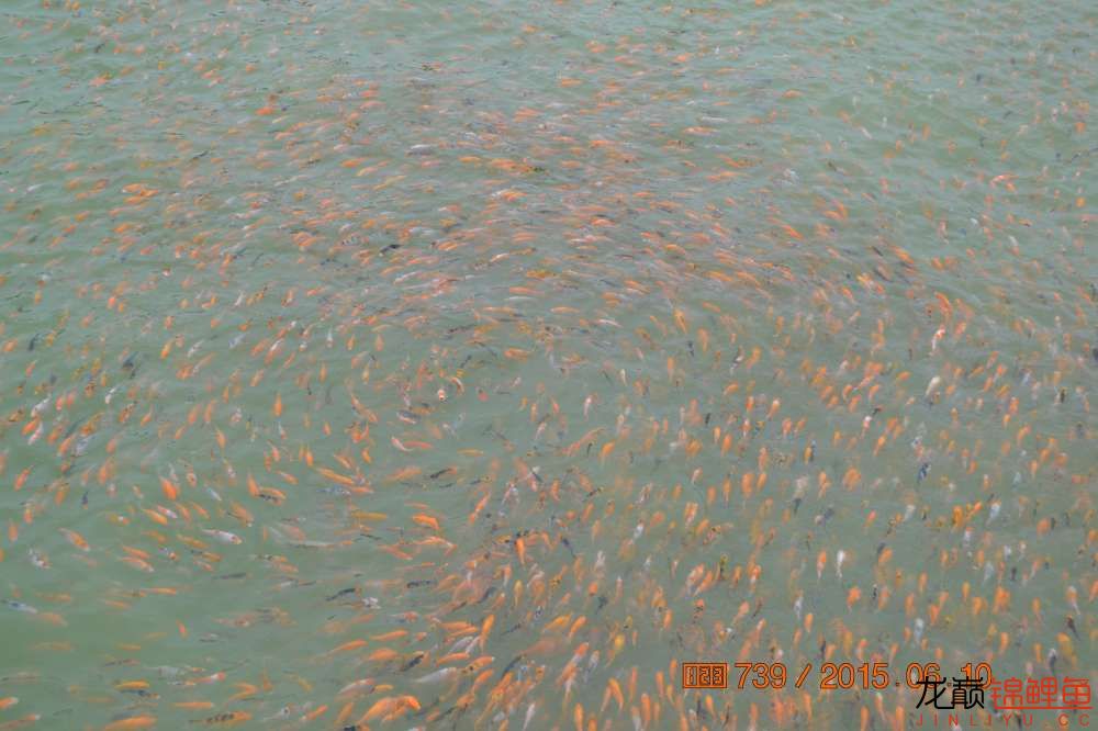 锦鲤苗成长,日本锦鲤水花苗成长