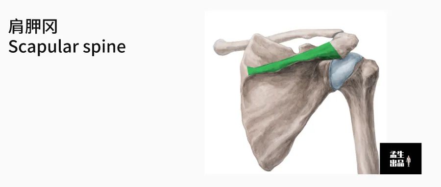 肩关节与肩胛骨的结构图,肩胛骨深层肌肉解剖图