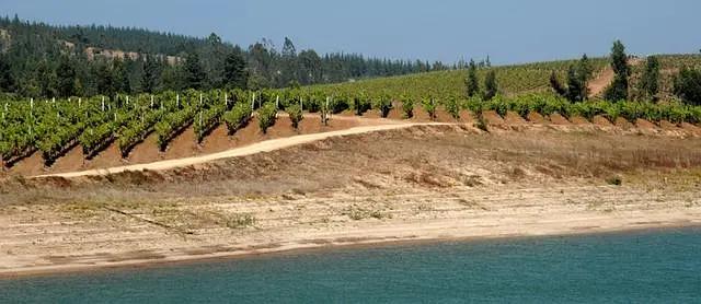 智利十大的酒庄排名榜最新,智利葡萄酒十大酒庄