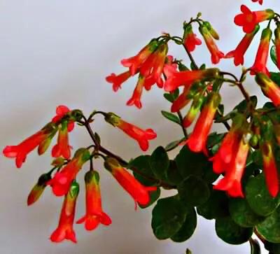 宫灯长寿花开花香吗,宫灯长寿花重瓣好养吗