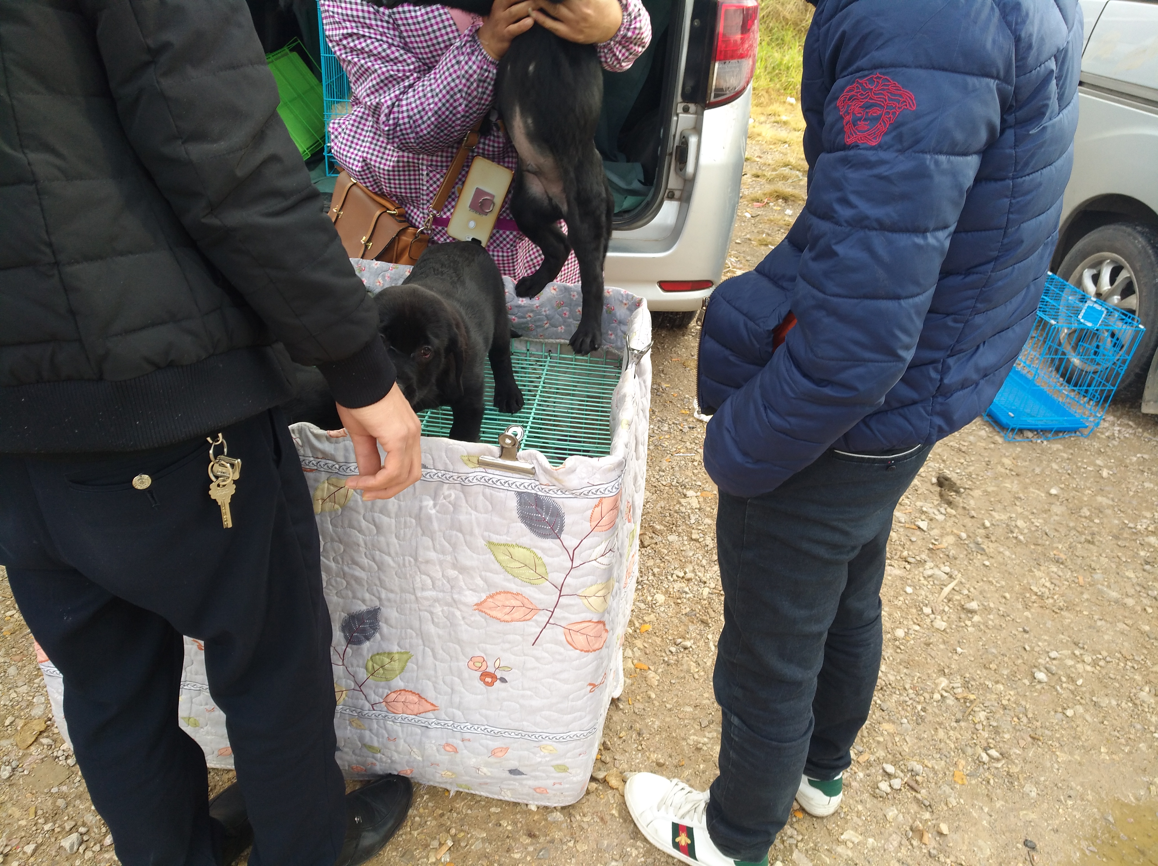 拉布拉多走丢被狗贩子捉到,拉布拉多犬走丢又找到家了