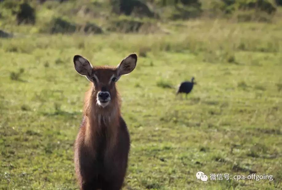 这个野奢的国度，欧美、日韩人都爱去，为何我们国家没人去？