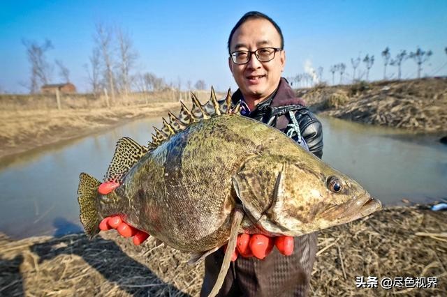 别再说“草鱼肚裆，青鱼尾”，我们将看一眼都没有了机会