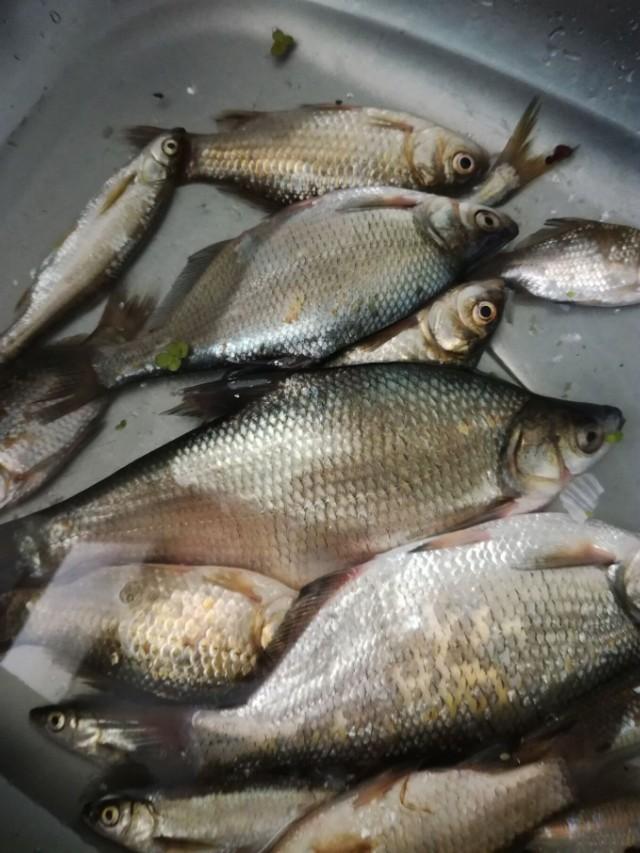 六旬老汉河边钓鱼视频,老汉钓鱼视频集锦