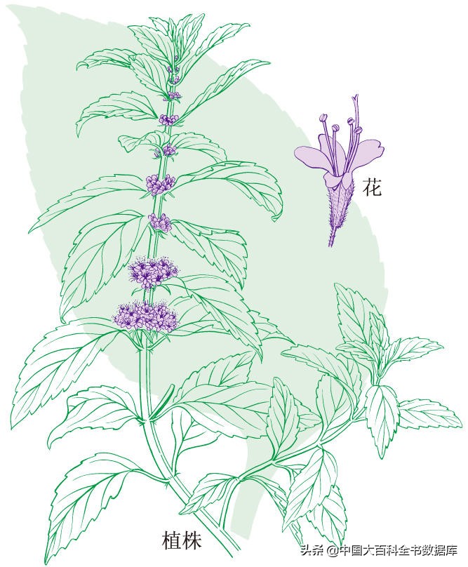 牙膏薄荷和留兰香区别,留兰香薄荷牙膏