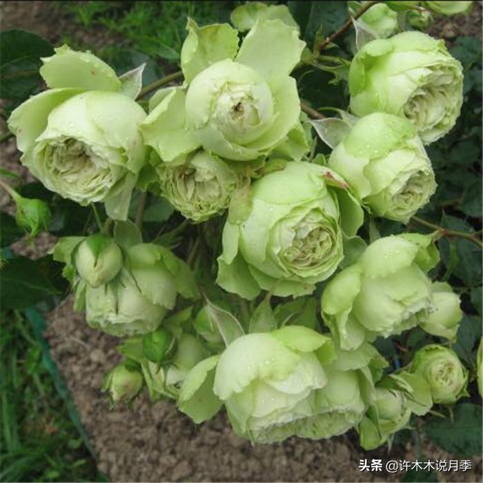 网购月季应该怎么种植?月季移栽后出现黄叶、枯萎是什么原因呢?