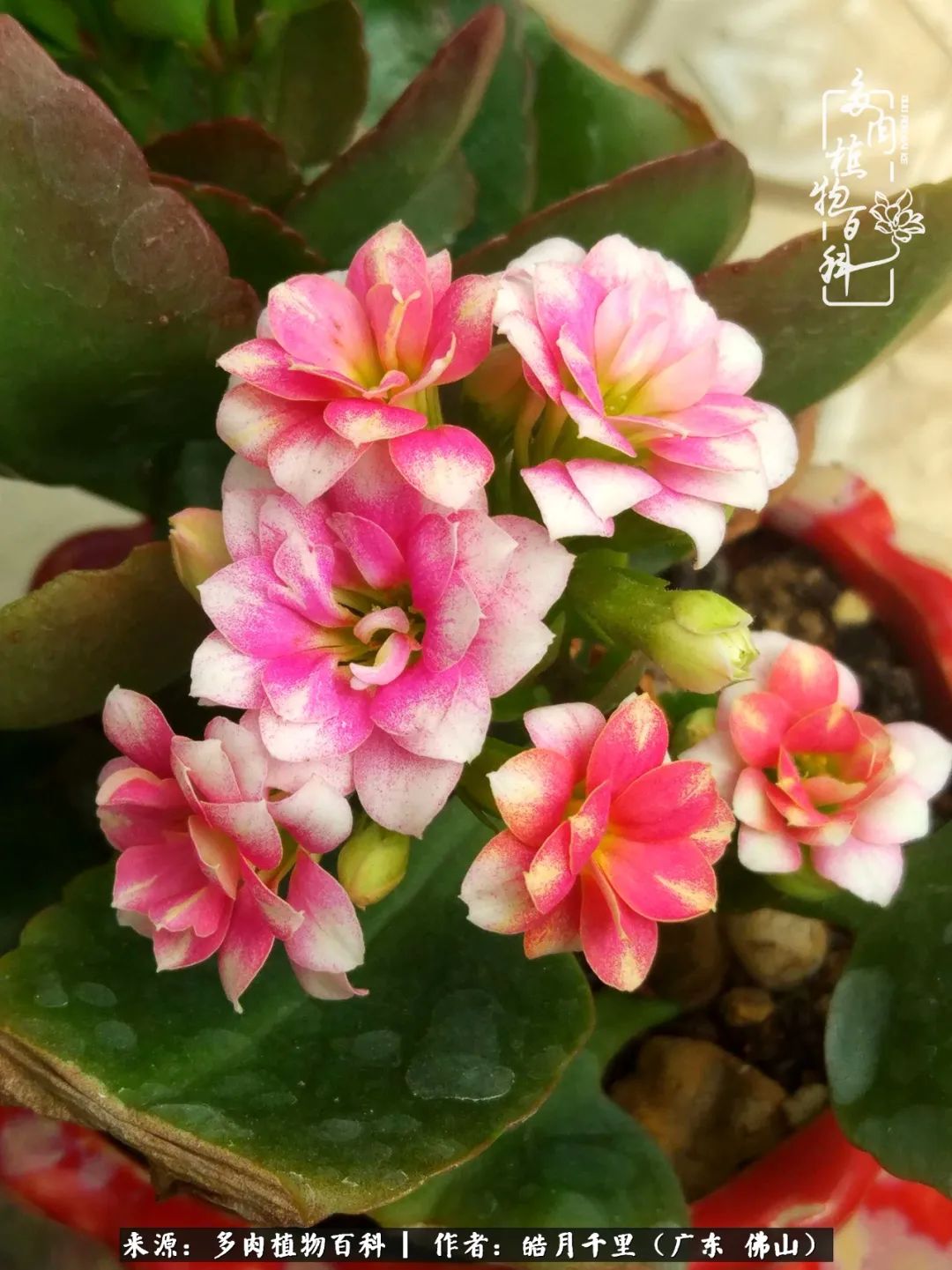 多肉娇气养不活多肉的10个秘密,养多肉是件很治愈的事情