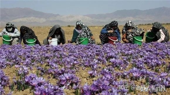 藏红花真假辨别视频教程,鉴别藏红花真假的最好方法