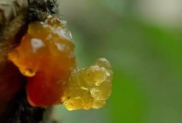 刘全宝果树修剪管理技术视频播放,冬季对果树进行修剪的原因是什么