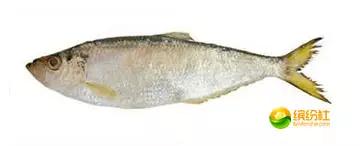 舟山4月份海鲜攻略,舟山海鲜代加工攻略