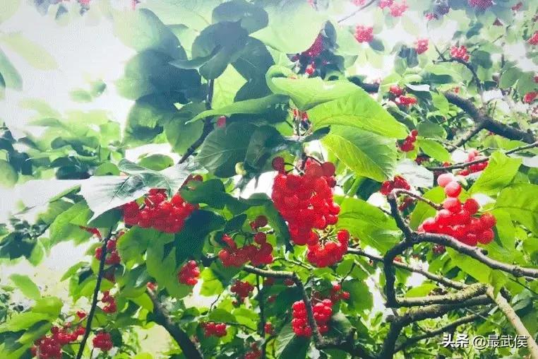 成都摘樱桃的地方不要门票,成都摘樱桃人少的地方