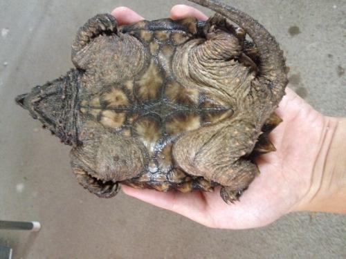 比鳄鱼龟还凶猛的乌龟,大鳄龟和乌龟一样吗