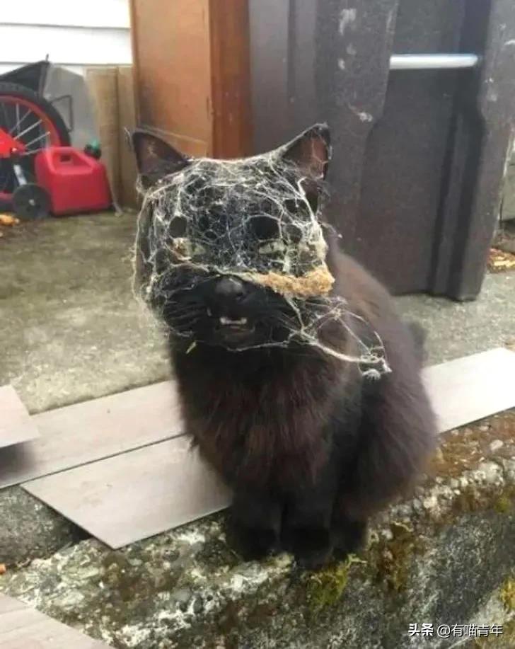 医生说我家猫很有性格,医生说我的猫有点傻