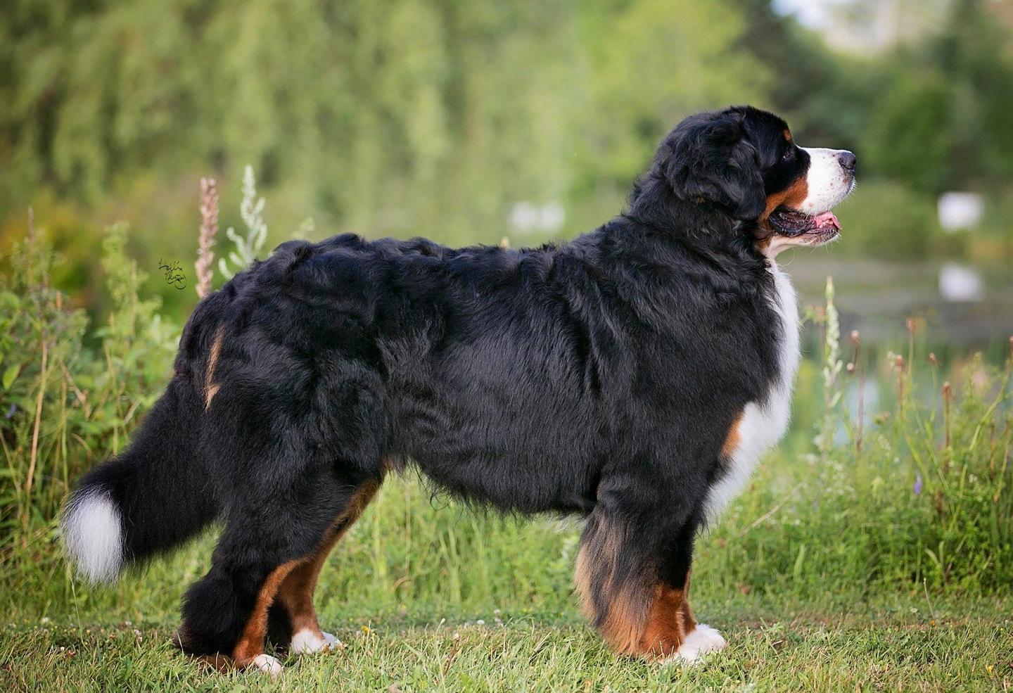 最齐全的狗狗品种介绍及图片,带你了解一下常见狗狗的品种