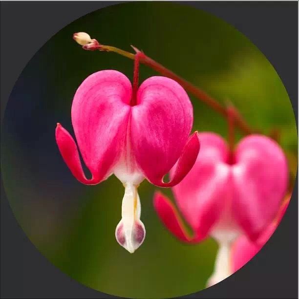 “上帝的指纹”及一些奇怪的花,世界真有趣