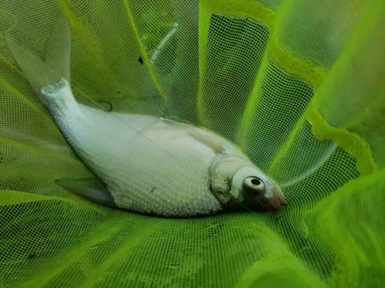 再次探钓朱家河，遭遇“水葫芦大军”