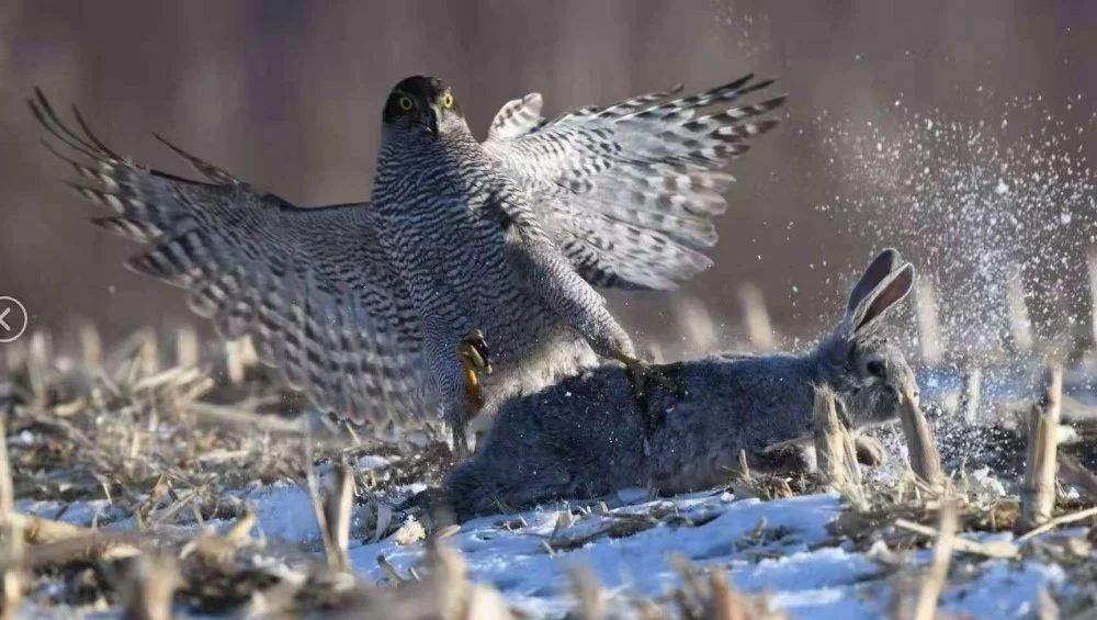 天空霸主鹰傲天,天空霸主
