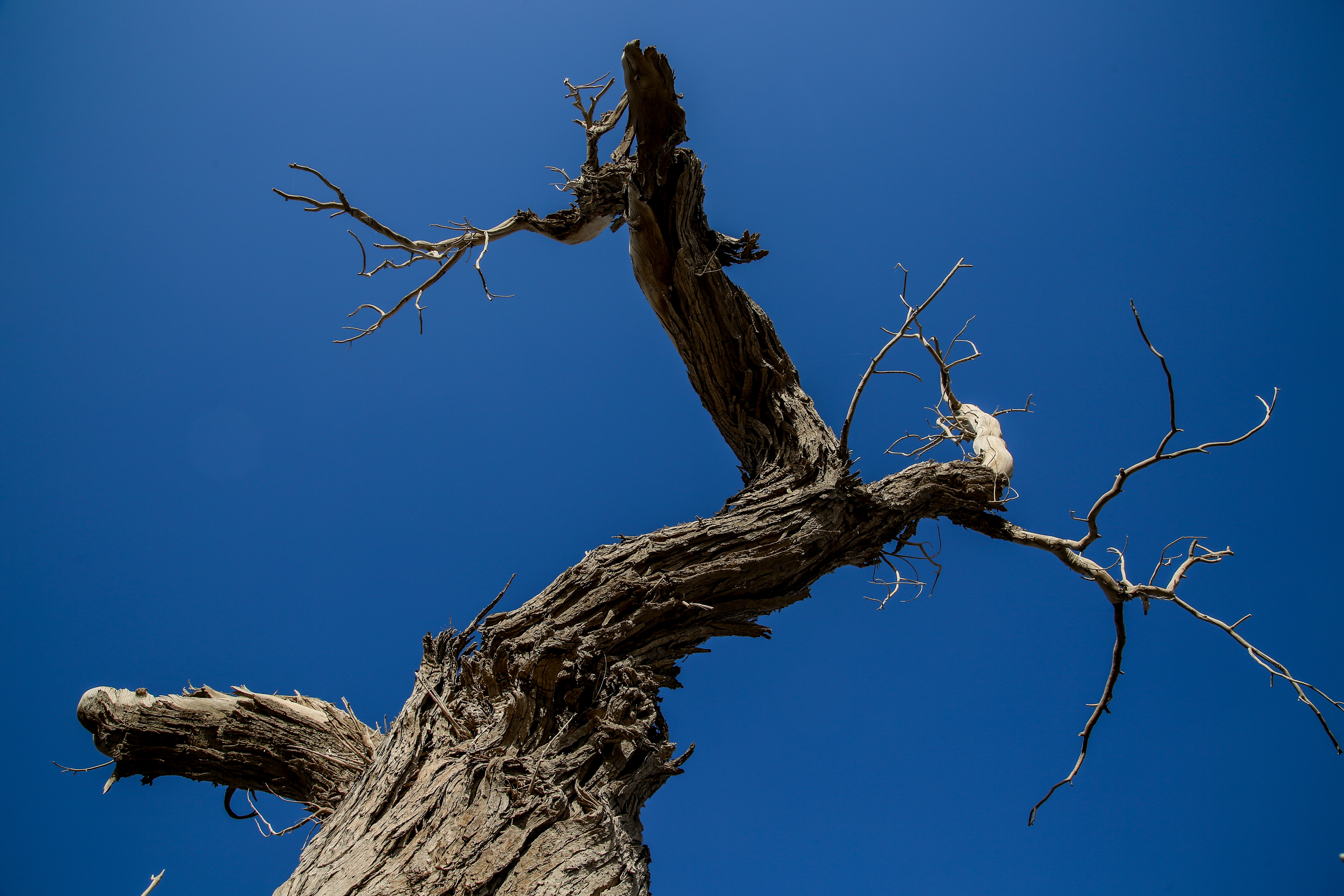 沙雅冬天的胡杨,沙雅胡杨秋天