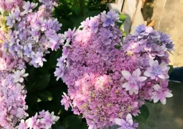 绣球花大苗新品种,春季开花的绣球花品种