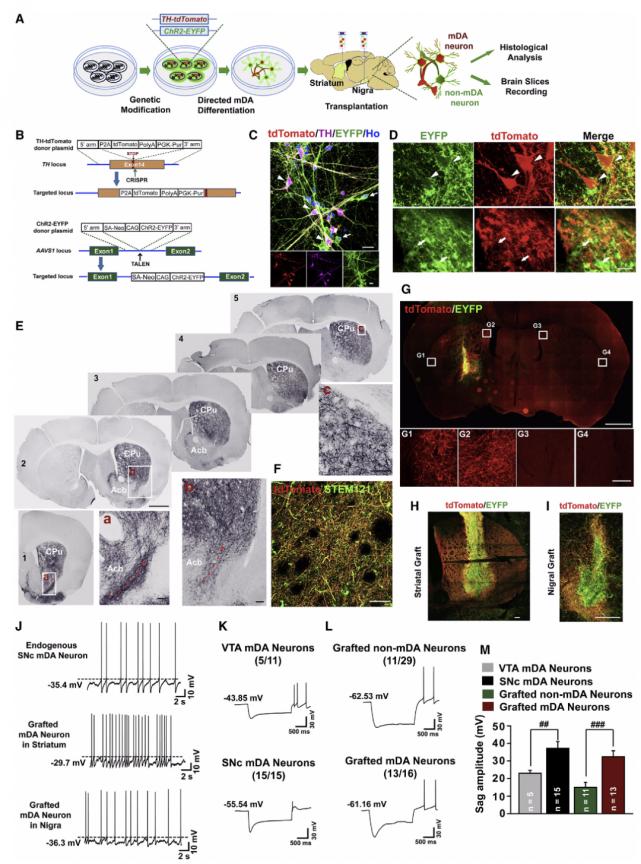 cell子刊解说,cell子刊玩转大脑血管