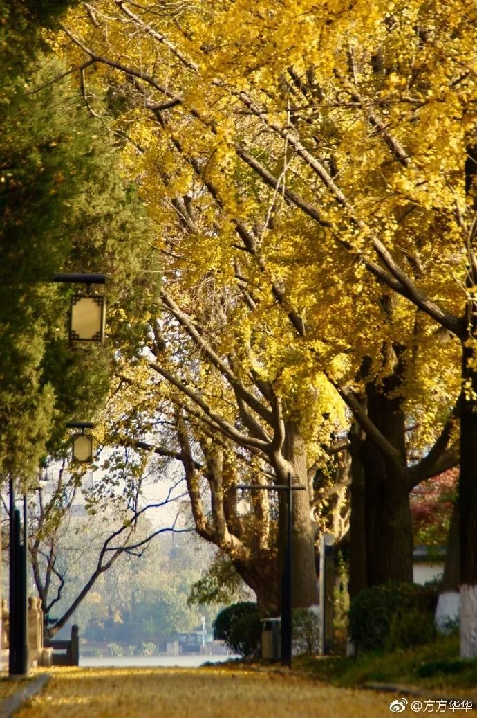 一到秋天南京就成了金陵,一入秋南京就成了金陵