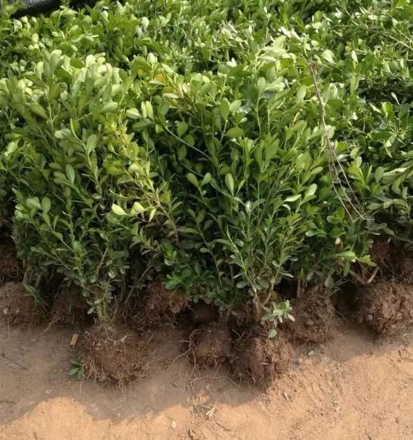 苗龄的表示方法,苗龄多少天是啥意思