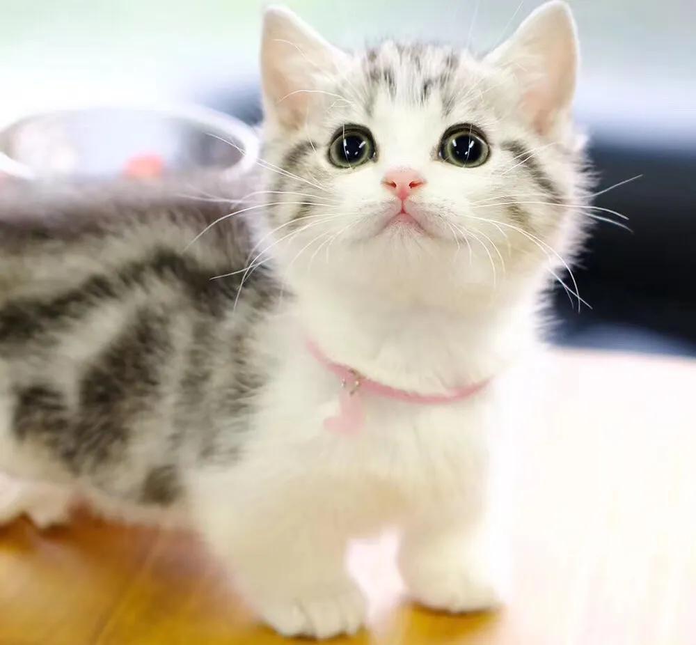 新手猫奴知识大全,猫奴初学者