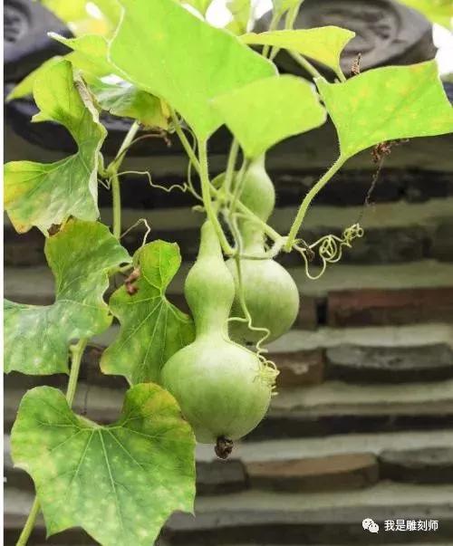 葫芦叶子长斑发黄枯萎怎么办