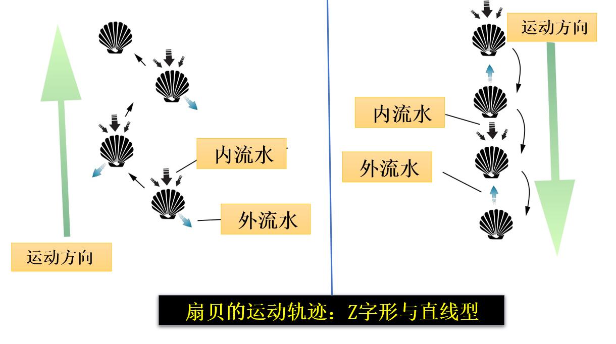 海鲜扇贝可以养活吗,海鲜店扇贝的后期养殖方法