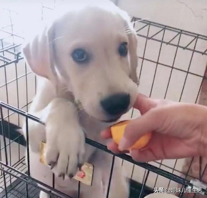 狗狗舔地有必要制止么,狗狗舔手注意什么