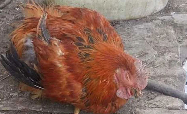 鸡肿脸是什么病怎样治疗,养殖鸡眼睛肿了是什么病