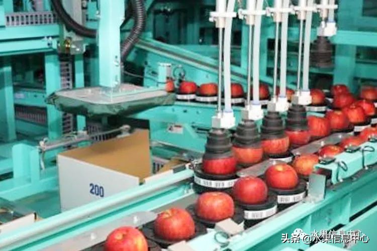 日本苹果种植现状,为什么日本苹果质量比中国的好