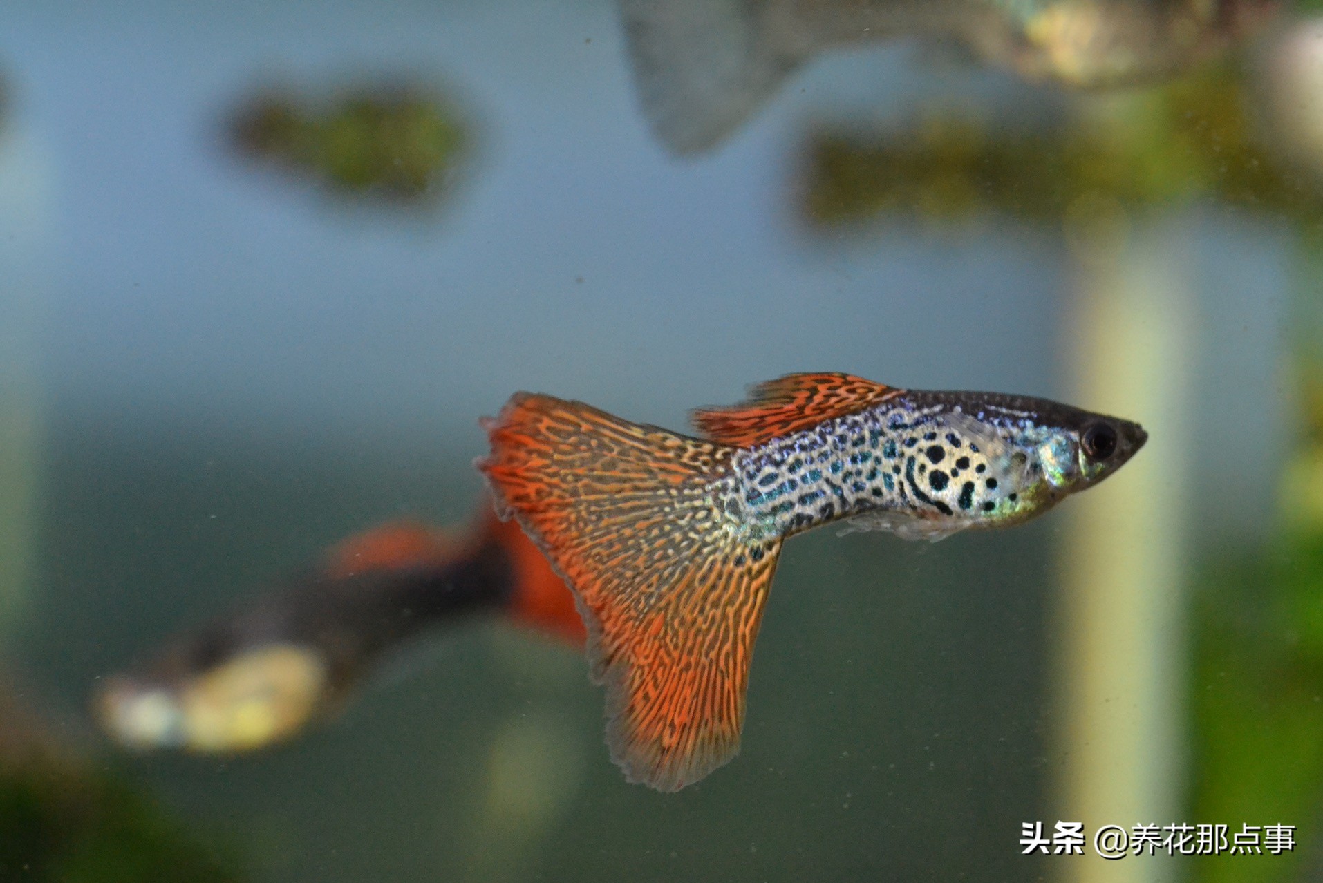 新手养小型热带鱼推荐,热带鱼生态鱼缸养殖必备条件