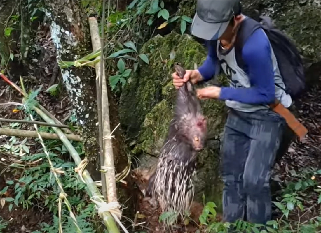 小伙太狠心!制作了一把3米长的弓弩,射中一只30斤的豪猪