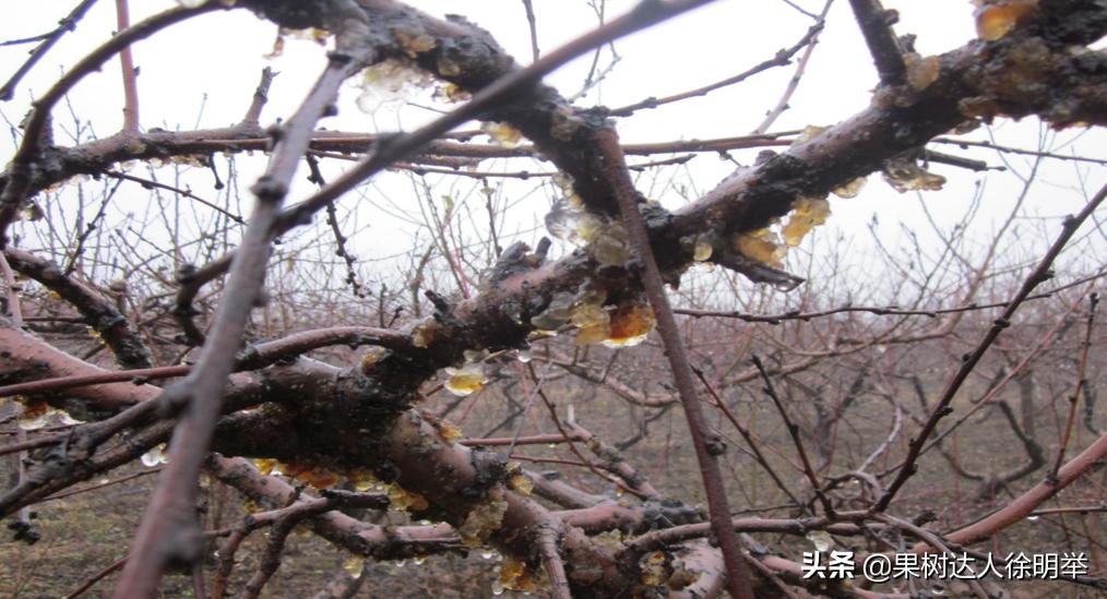 桃树流胶病最有效的防治方法,丁香菊酯能防治桃树流胶病吗