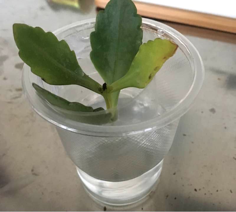 栀子花月季花叶子发黄有黑斑点,茉莉栀子花叶子发黄怎么办