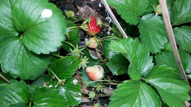 为什么要在天台种菜,天台种菜合适吗