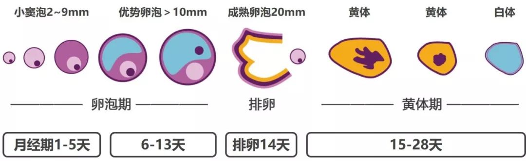 多囊卵巢会引起不规则出血吗,多囊女生来月经怎么缓解