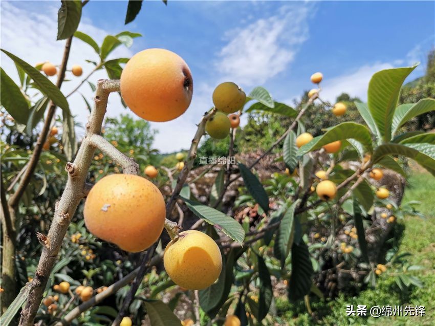 哪个地区的大五星枇杷口感最好,枇杷上市时哪里枇杷更好吃