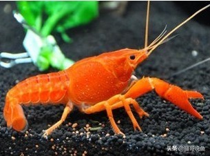 十大养不死的观赏虾品种,蓝宝石虾是不是养单一品种比较好