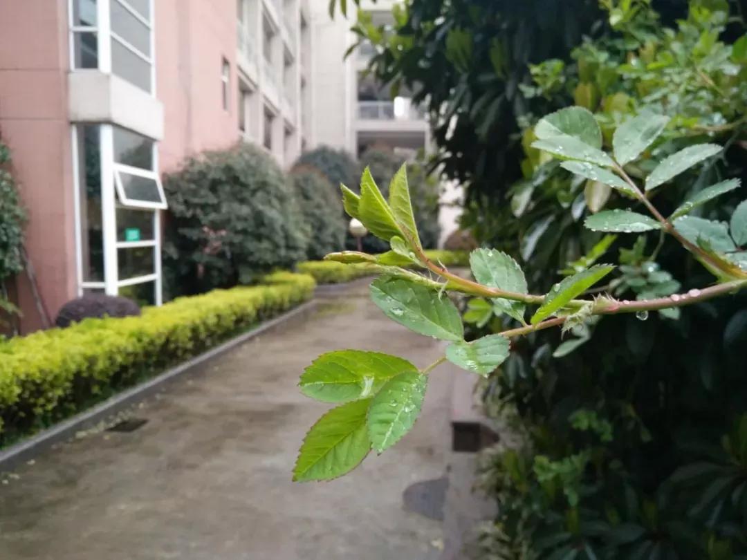 江苏南京外国语学校,南京外国语学校高二五班