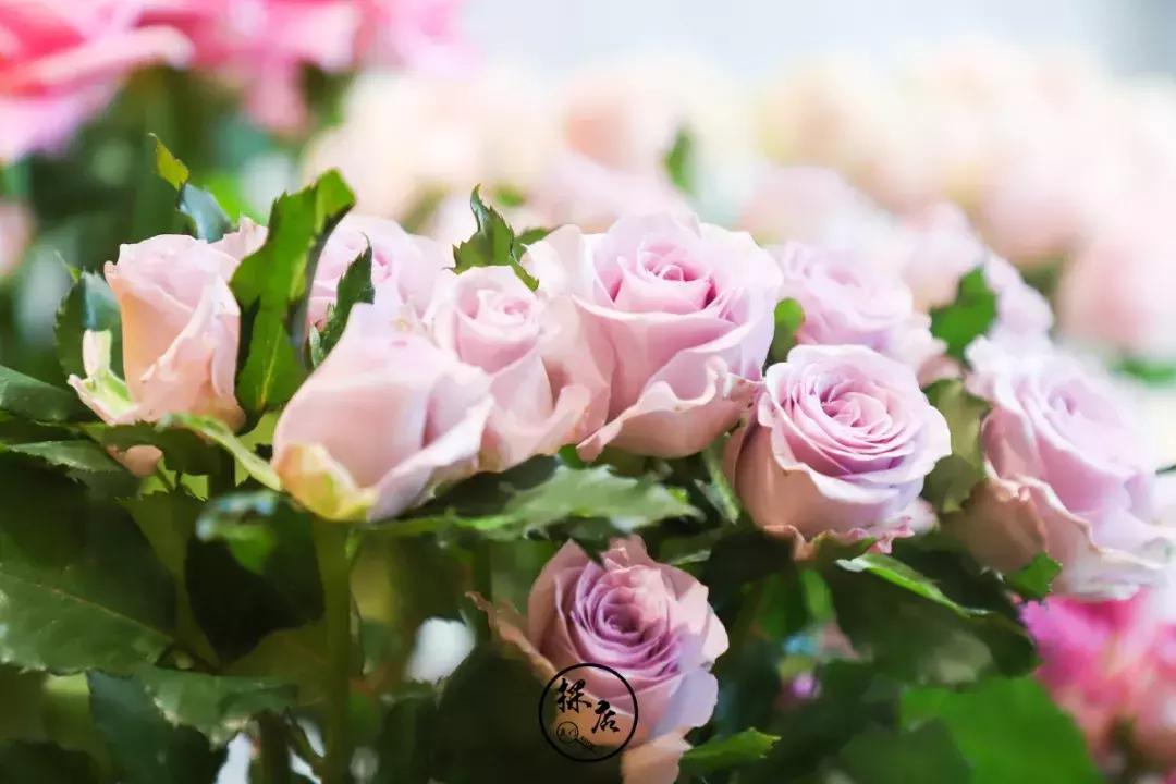 免费送tf口红,tf口红免费送