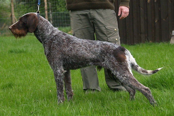 最齐全的狗狗品种介绍及图片,带你了解一下常见狗狗的品种