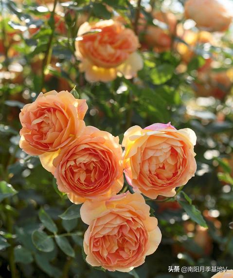 16种双色条纹月季,耀眼的明星月季